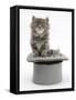 Two Maine Coon Kittens, 7 Weeks, in a Grey Top Hat-Mark Taylor-Framed Stretched Canvas