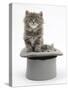 Two Maine Coon Kittens, 7 Weeks, in a Grey Top Hat-Mark Taylor-Stretched Canvas