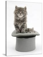 Two Maine Coon Kittens, 7 Weeks, in a Grey Top Hat-Mark Taylor-Stretched Canvas