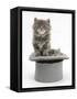 Two Maine Coon Kittens, 7 Weeks, in a Grey Top Hat-Mark Taylor-Framed Stretched Canvas