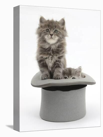 Two Maine Coon Kittens, 7 Weeks, in a Grey Top Hat-Mark Taylor-Stretched Canvas