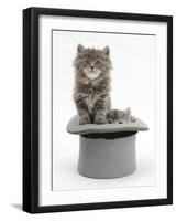 Two Maine Coon Kittens, 7 Weeks, in a Grey Top Hat-Mark Taylor-Framed Photographic Print