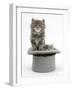 Two Maine Coon Kittens, 7 Weeks, in a Grey Top Hat-Mark Taylor-Framed Photographic Print