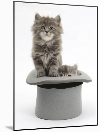 Two Maine Coon Kittens, 7 Weeks, in a Grey Top Hat-Mark Taylor-Mounted Photographic Print