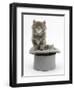 Two Maine Coon Kittens, 7 Weeks, in a Grey Top Hat-Mark Taylor-Framed Photographic Print