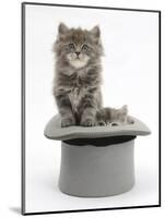 Two Maine Coon Kittens, 7 Weeks, in a Grey Top Hat-Mark Taylor-Mounted Photographic Print