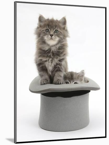 Two Maine Coon Kittens, 7 Weeks, in a Grey Top Hat-Mark Taylor-Mounted Photographic Print