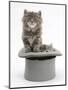 Two Maine Coon Kittens, 7 Weeks, in a Grey Top Hat-Mark Taylor-Mounted Photographic Print