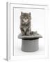 Two Maine Coon Kittens, 7 Weeks, in a Grey Top Hat-Mark Taylor-Framed Photographic Print