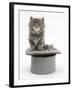 Two Maine Coon Kittens, 7 Weeks, in a Grey Top Hat-Mark Taylor-Framed Photographic Print
