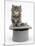 Two Maine Coon Kittens, 7 Weeks, in a Grey Top Hat-Mark Taylor-Mounted Photographic Print