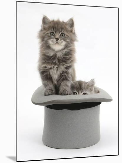 Two Maine Coon Kittens, 7 Weeks, in a Grey Top Hat-Mark Taylor-Mounted Photographic Print