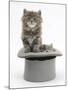 Two Maine Coon Kittens, 7 Weeks, in a Grey Top Hat-Mark Taylor-Mounted Photographic Print