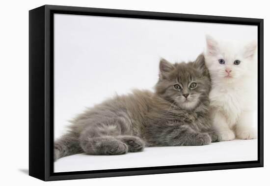 Two Maine Coon Kittens, 7 Weeks-Mark Taylor-Framed Stretched Canvas