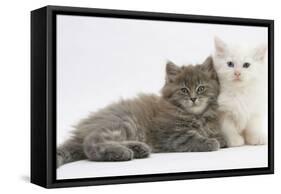 Two Maine Coon Kittens, 7 Weeks-Mark Taylor-Framed Stretched Canvas