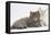 Two Maine Coon Kittens, 7 Weeks-Mark Taylor-Framed Stretched Canvas