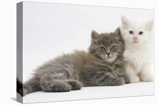 Two Maine Coon Kittens, 7 Weeks-Mark Taylor-Stretched Canvas