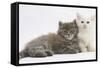 Two Maine Coon Kittens, 7 Weeks-Mark Taylor-Framed Stretched Canvas