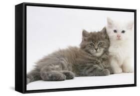 Two Maine Coon Kittens, 7 Weeks-Mark Taylor-Framed Stretched Canvas