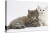 Two Maine Coon Kittens, 7 Weeks-Mark Taylor-Stretched Canvas