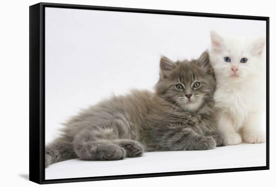 Two Maine Coon Kittens, 7 Weeks-Mark Taylor-Framed Stretched Canvas