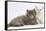 Two Maine Coon Kittens, 7 Weeks-Mark Taylor-Framed Stretched Canvas