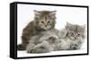 Two Maine Coon Kittens, 7 Weeks-Mark Taylor-Framed Stretched Canvas