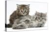 Two Maine Coon Kittens, 7 Weeks-Mark Taylor-Stretched Canvas