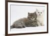 Two Maine Coon Kittens, 7 Weeks-Mark Taylor-Framed Photographic Print