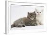 Two Maine Coon Kittens, 7 Weeks-Mark Taylor-Framed Photographic Print