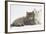 Two Maine Coon Kittens, 7 Weeks-Mark Taylor-Framed Photographic Print