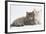 Two Maine Coon Kittens, 7 Weeks-Mark Taylor-Framed Photographic Print