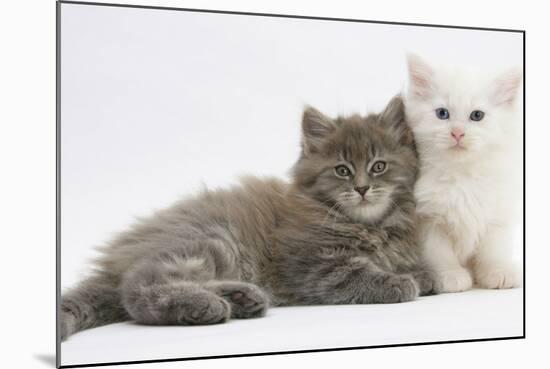 Two Maine Coon Kittens, 7 Weeks-Mark Taylor-Mounted Photographic Print