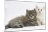 Two Maine Coon Kittens, 7 Weeks-Mark Taylor-Mounted Photographic Print
