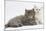 Two Maine Coon Kittens, 7 Weeks-Mark Taylor-Mounted Photographic Print