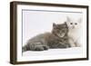 Two Maine Coon Kittens, 7 Weeks-Mark Taylor-Framed Photographic Print