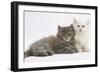 Two Maine Coon Kittens, 7 Weeks-Mark Taylor-Framed Photographic Print