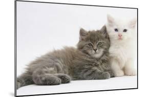 Two Maine Coon Kittens, 7 Weeks-Mark Taylor-Mounted Photographic Print