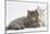 Two Maine Coon Kittens, 7 Weeks-Mark Taylor-Mounted Photographic Print