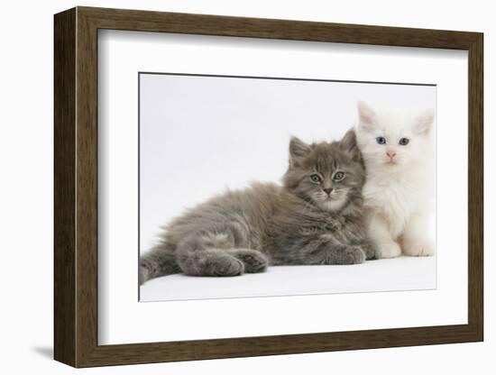 Two Maine Coon Kittens, 7 Weeks-Mark Taylor-Framed Photographic Print