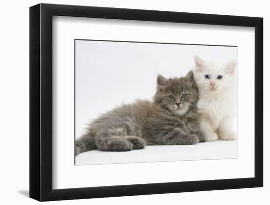 Two Maine Coon Kittens, 7 Weeks-Mark Taylor-Framed Photographic Print