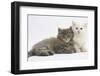 Two Maine Coon Kittens, 7 Weeks-Mark Taylor-Framed Photographic Print