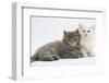 Two Maine Coon Kittens, 7 Weeks-Mark Taylor-Framed Photographic Print