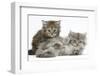 Two Maine Coon Kittens, 7 Weeks-Mark Taylor-Framed Photographic Print