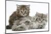 Two Maine Coon Kittens, 7 Weeks-Mark Taylor-Mounted Photographic Print