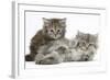 Two Maine Coon Kittens, 7 Weeks-Mark Taylor-Framed Photographic Print