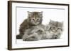 Two Maine Coon Kittens, 7 Weeks-Mark Taylor-Framed Photographic Print