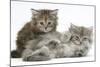 Two Maine Coon Kittens, 7 Weeks-Mark Taylor-Mounted Photographic Print