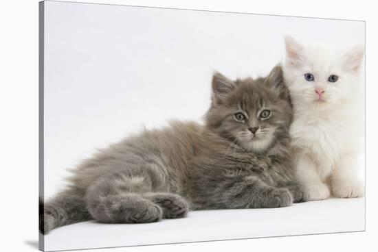 Two Maine Coon Kittens, 7 Weeks-Mark Taylor-Stretched Canvas
