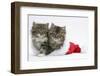 Two Maine Coon Kittens, 8 Weeks, in a Father Christmas Hat-Mark Taylor-Framed Photographic Print